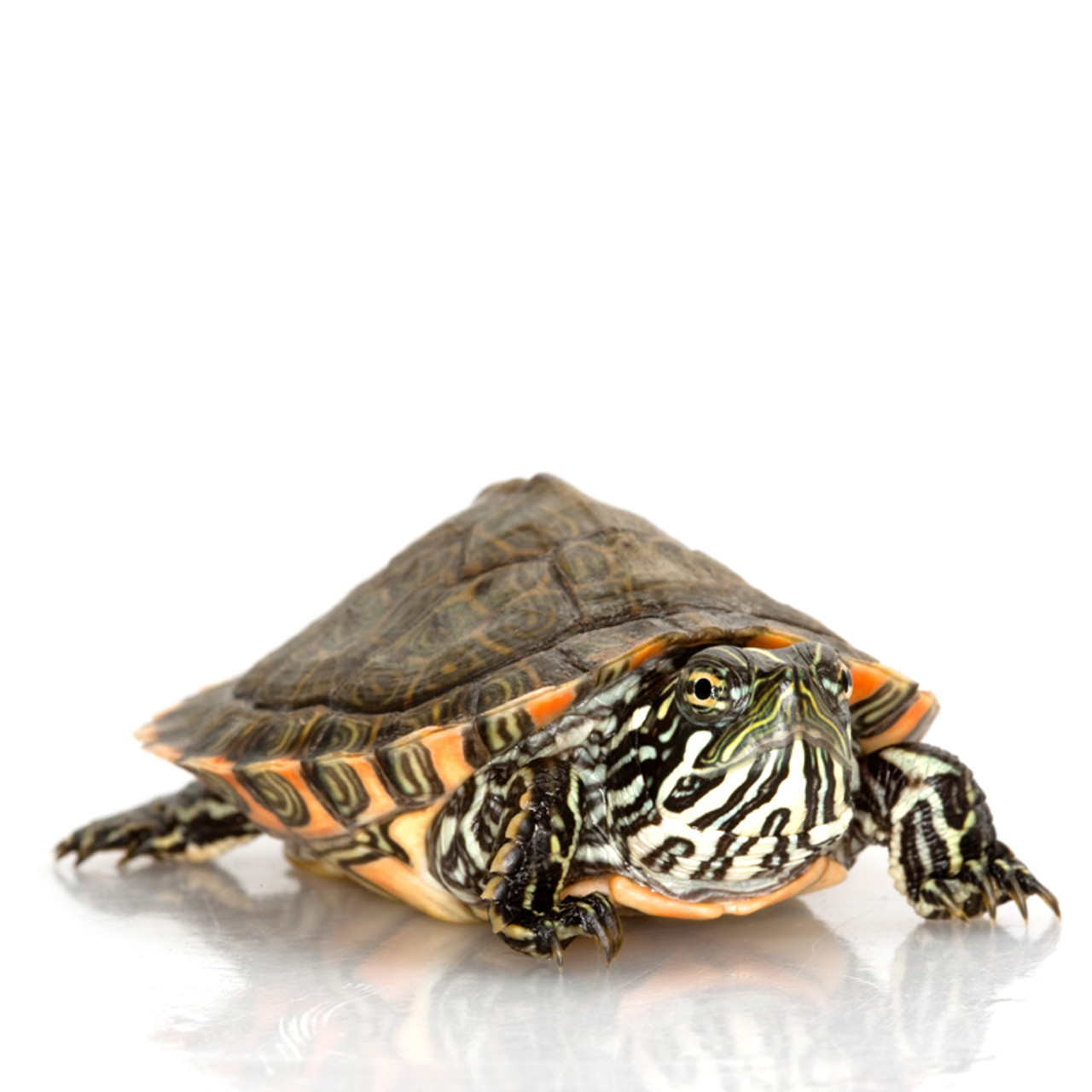 【CPGN STUDIO】Turtle Cooter Pigment MTM My Turtle Store: Gorzugi Turtle