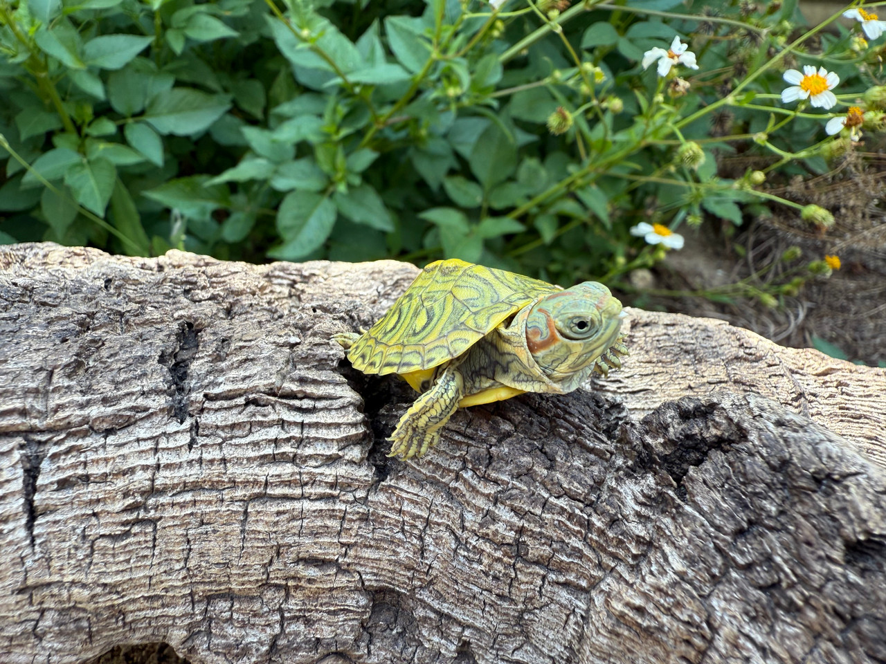 Clown Red Ear Slider Turtle