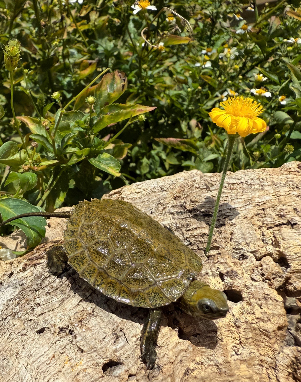 Japanese Pond Turtle