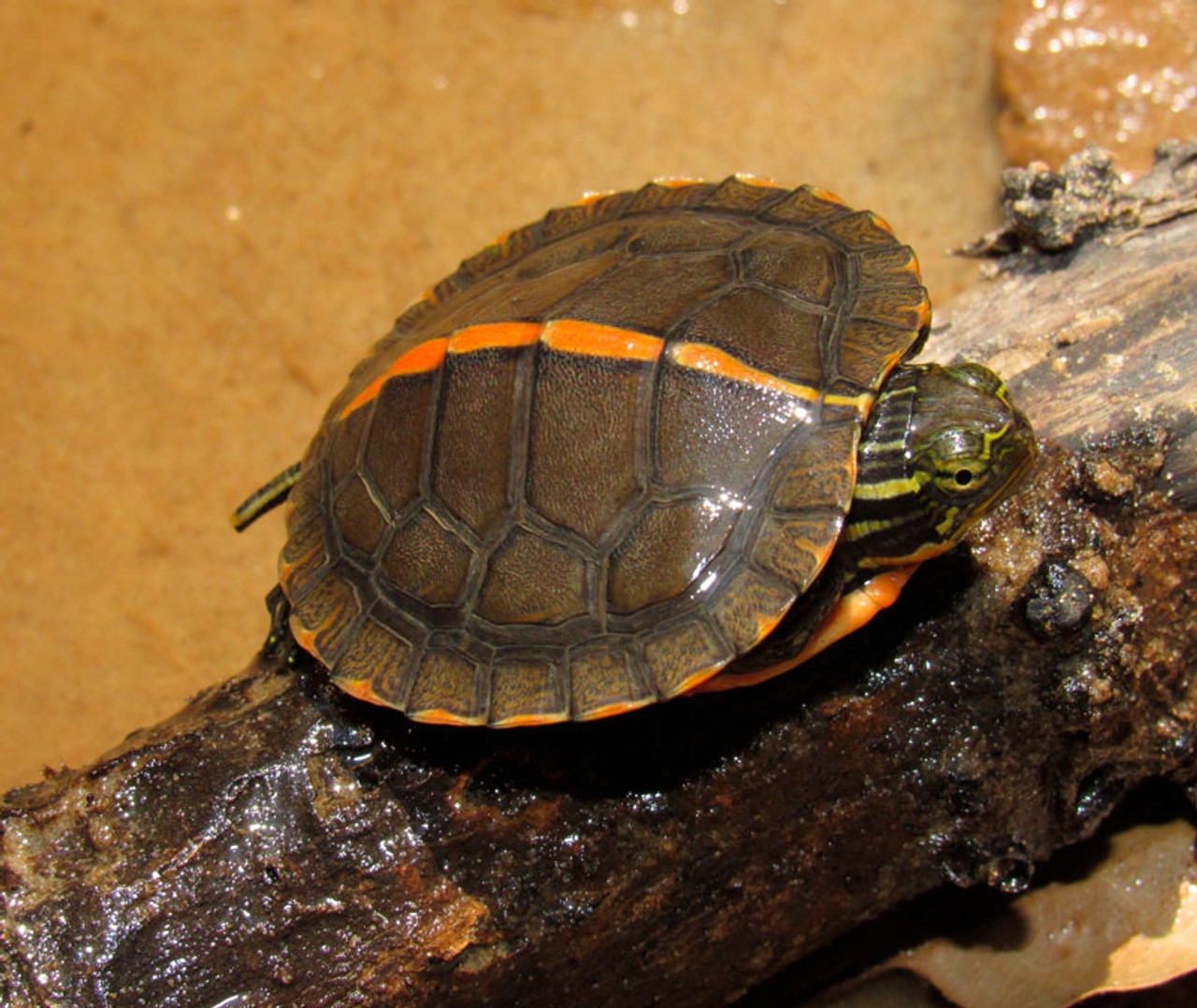 Baby Southern Painted Turtle