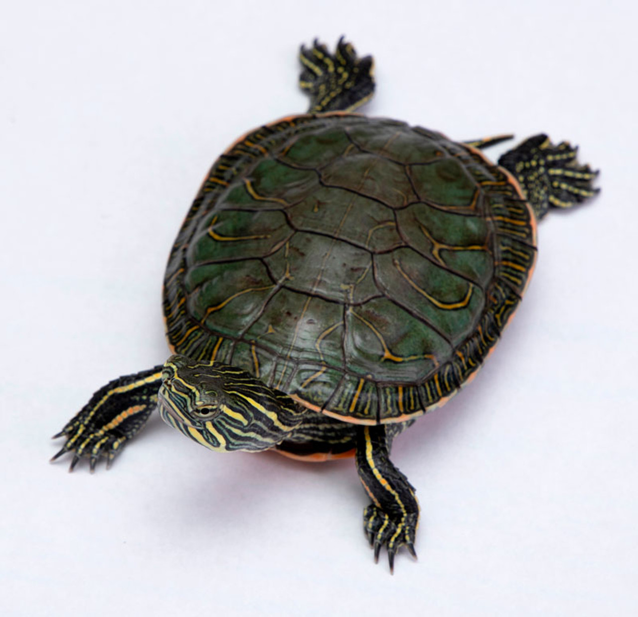 Shop our baby Western Painted turtle for sale!