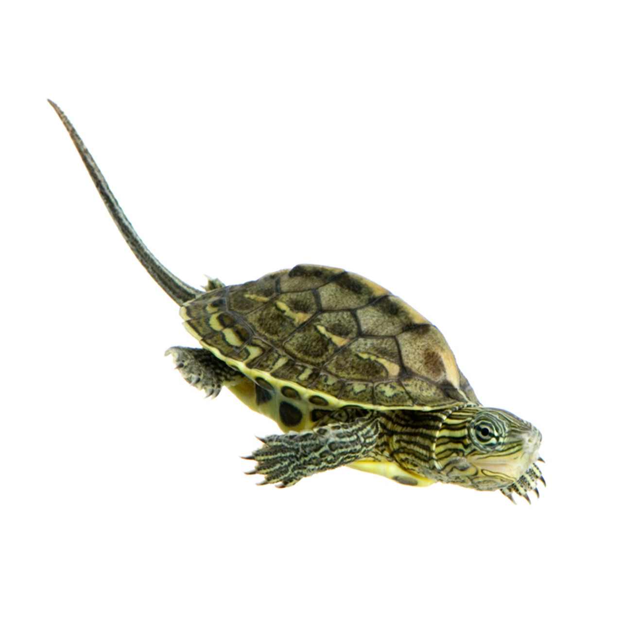 Our baby golden thread turtles are available for preorder!