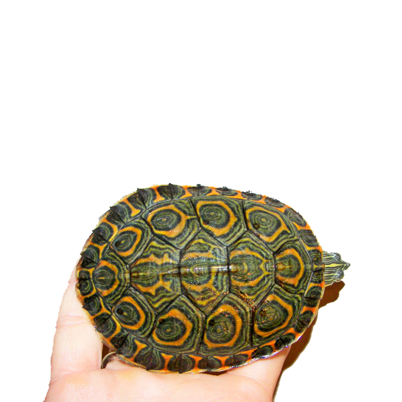 Juvenile Peacock Slider Turtle