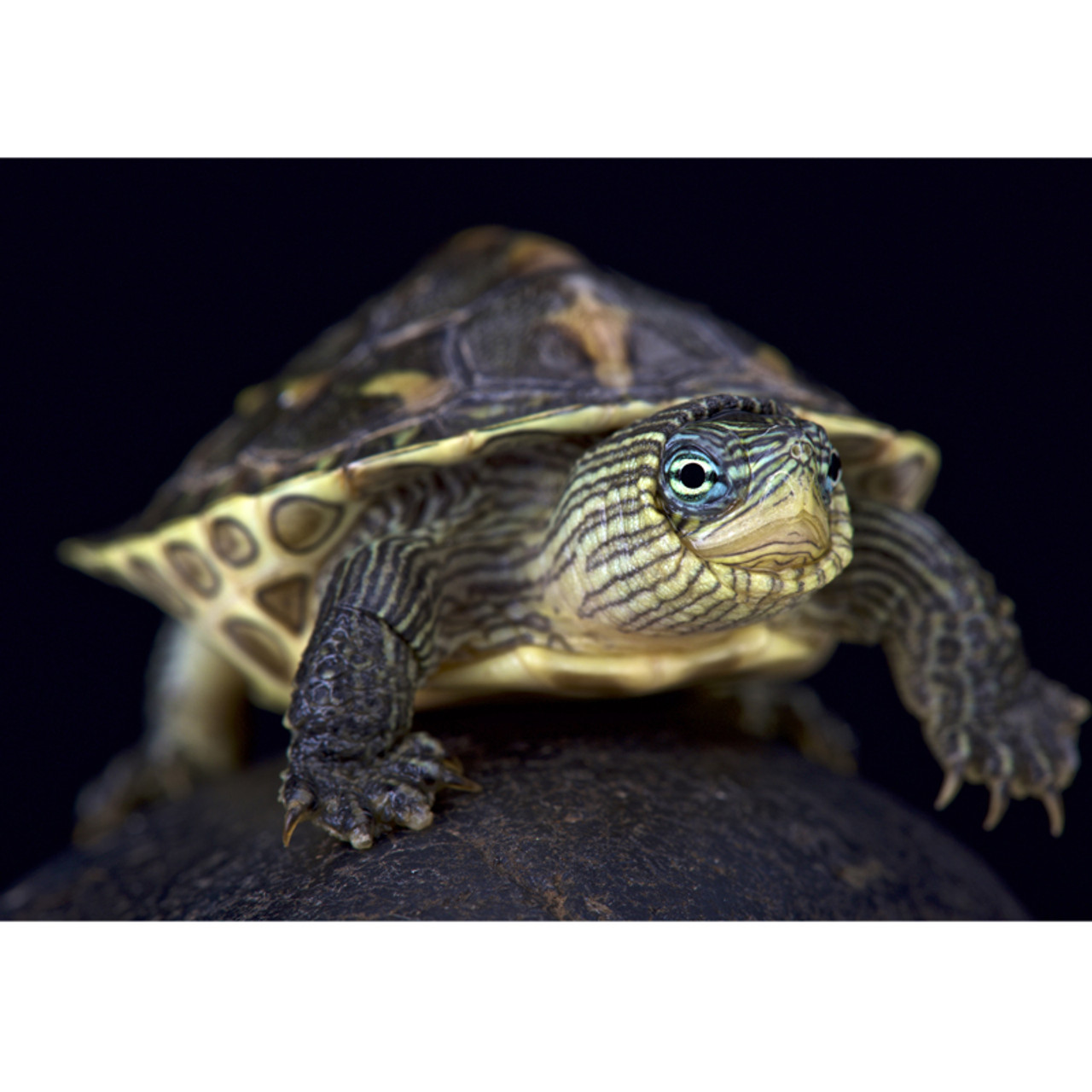 uvb light for turtles petsmart