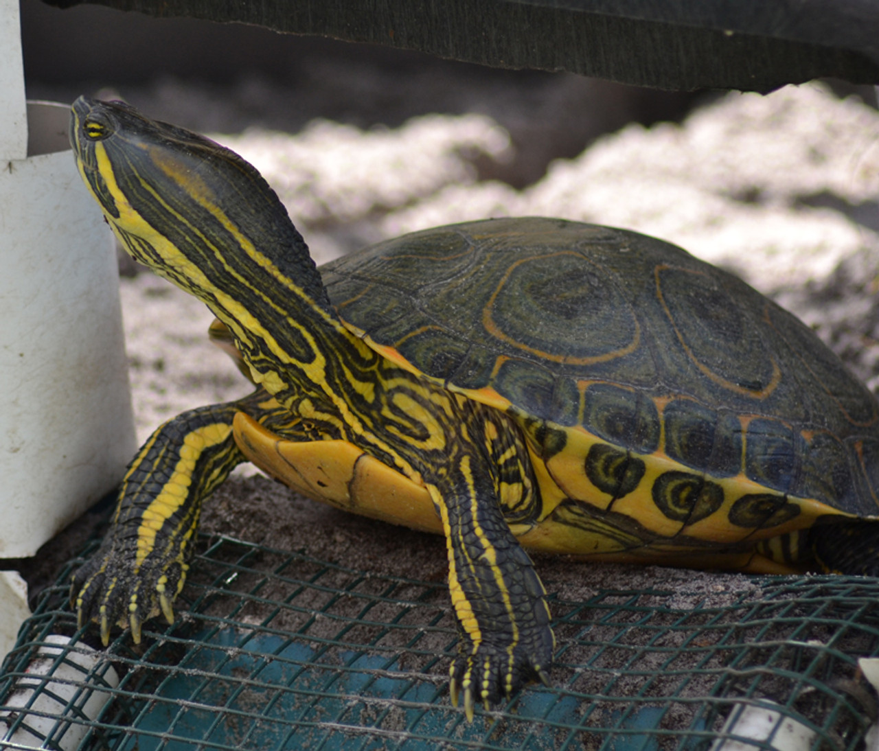 Large Peacock Slider Turtle