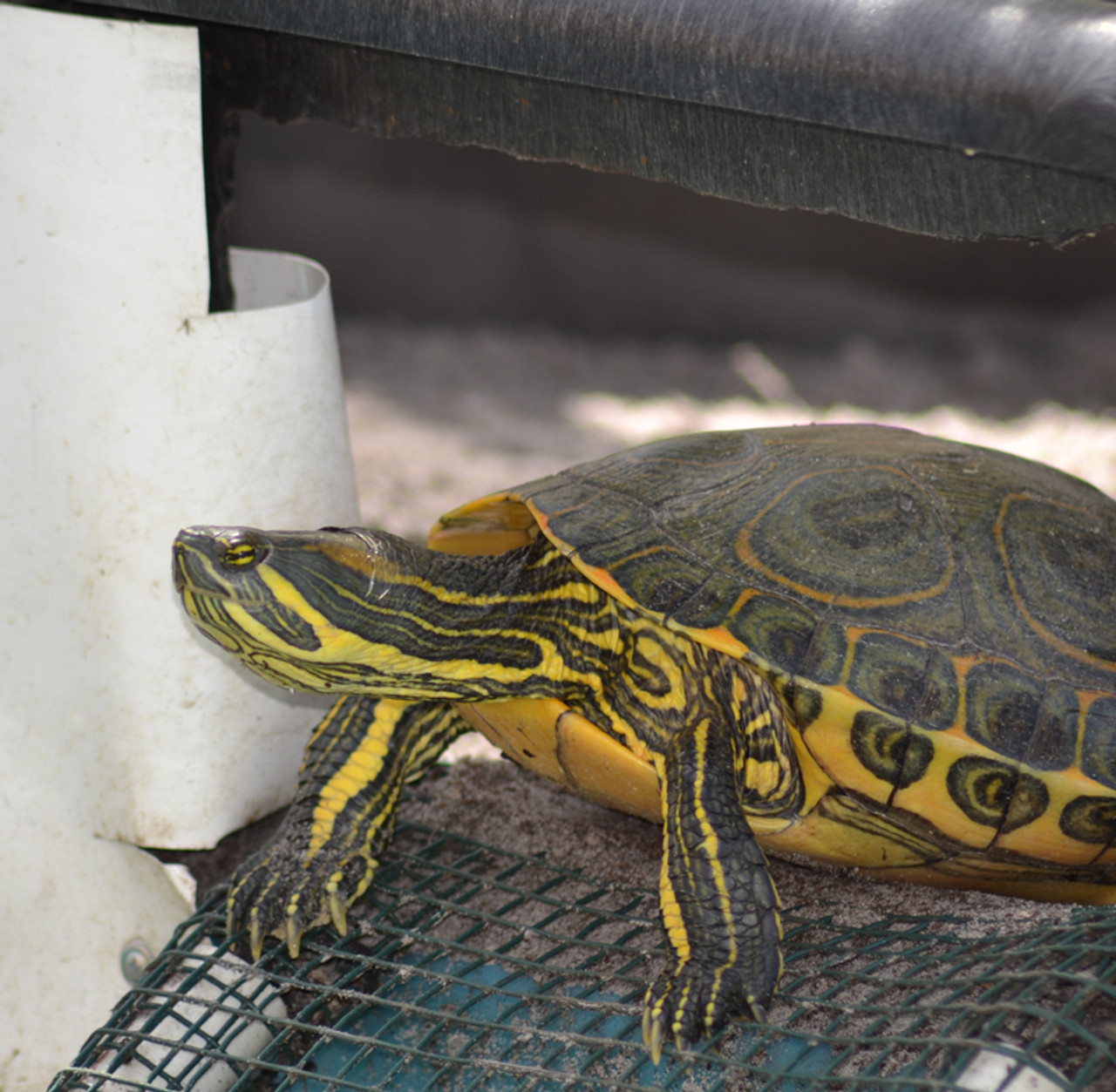 X-Large Peacock Slider Turtle