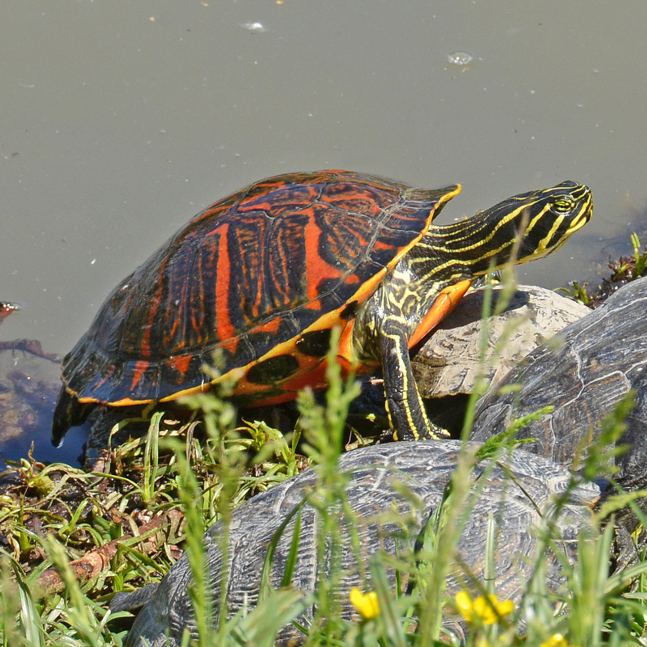 Large Red Bellied Turtle