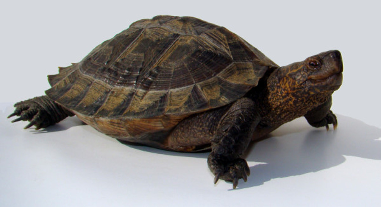 XXL Asian Pond Turtle