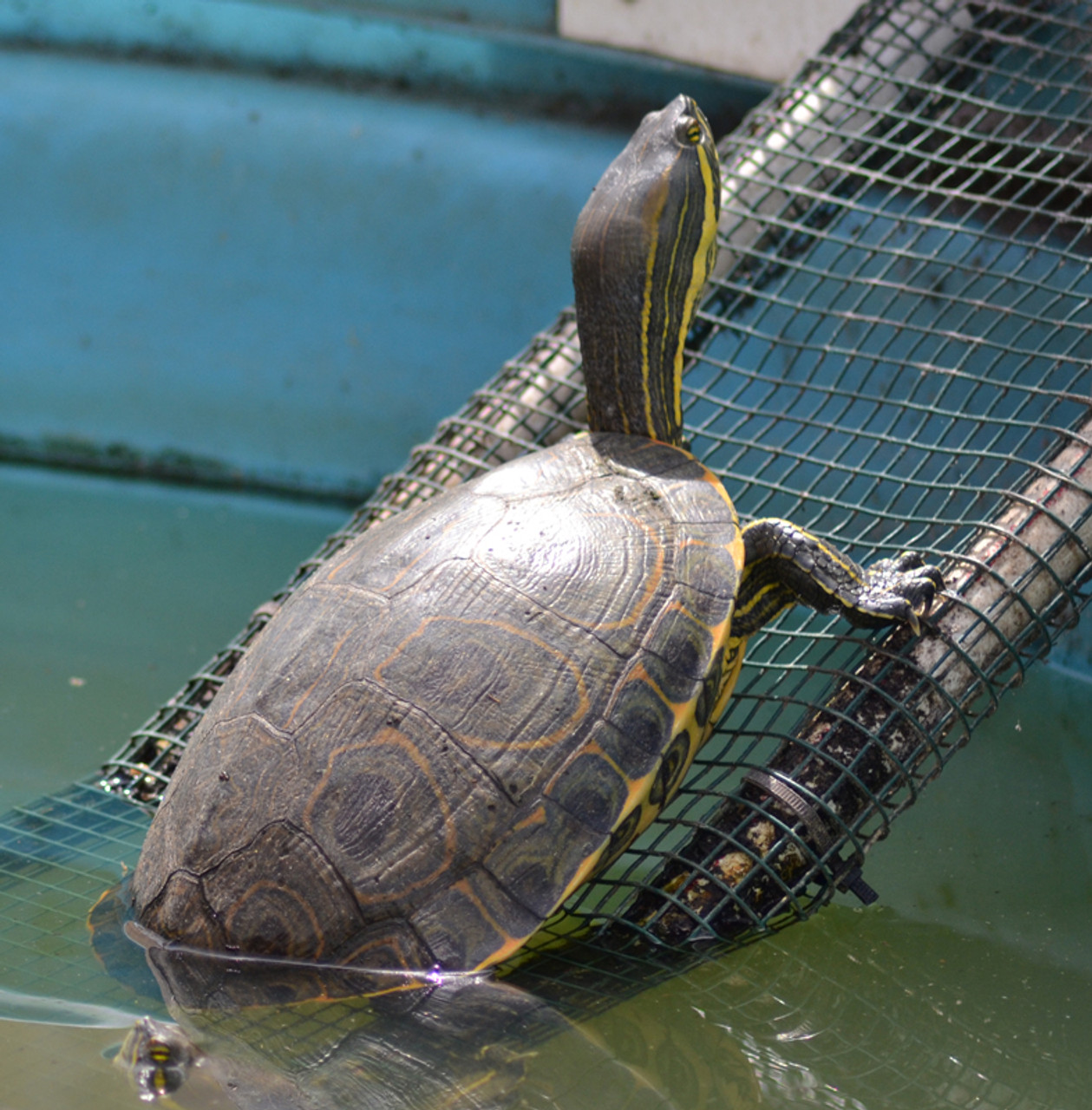 Teen designs belt to hold down a sea turtle's bubble butt | Science News  Explores