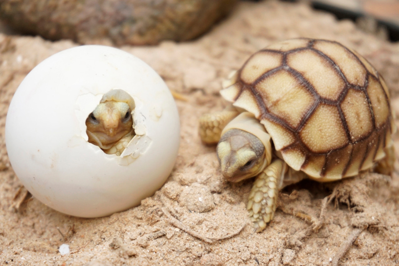 Baby Sulcata Tortoise