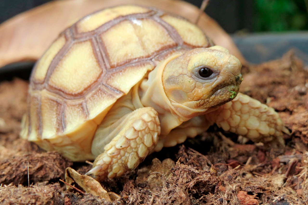 Baby Sulcata Tortoise