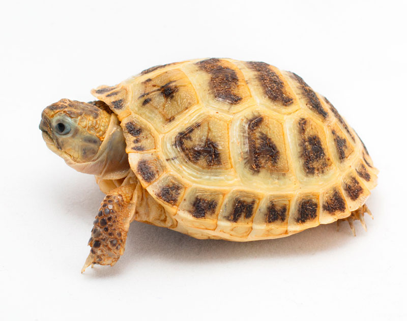 Baby Tortoise Care Golden Greek Tortoise For Sale Pet Tortoise