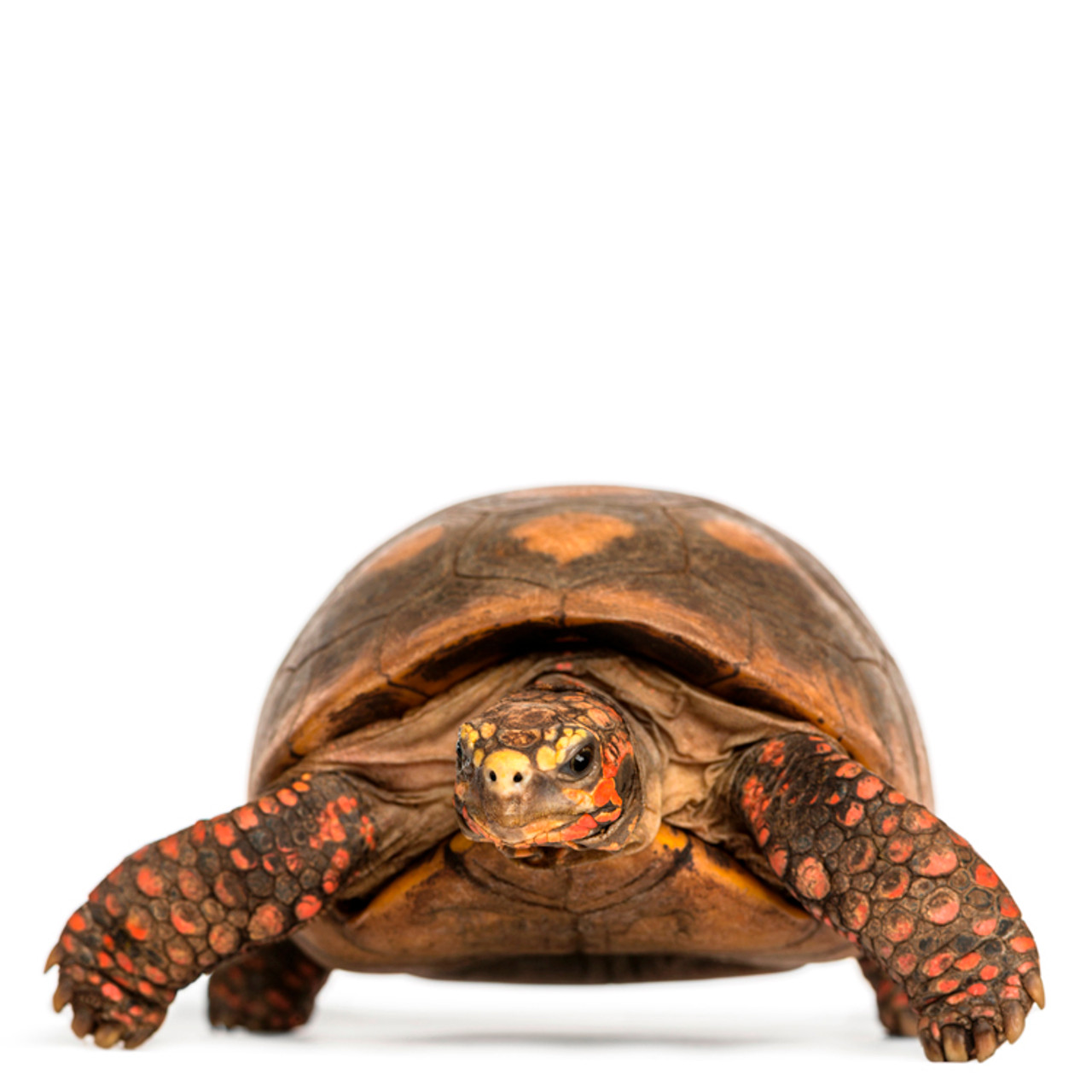 Adult Male Red Footed Tortoise