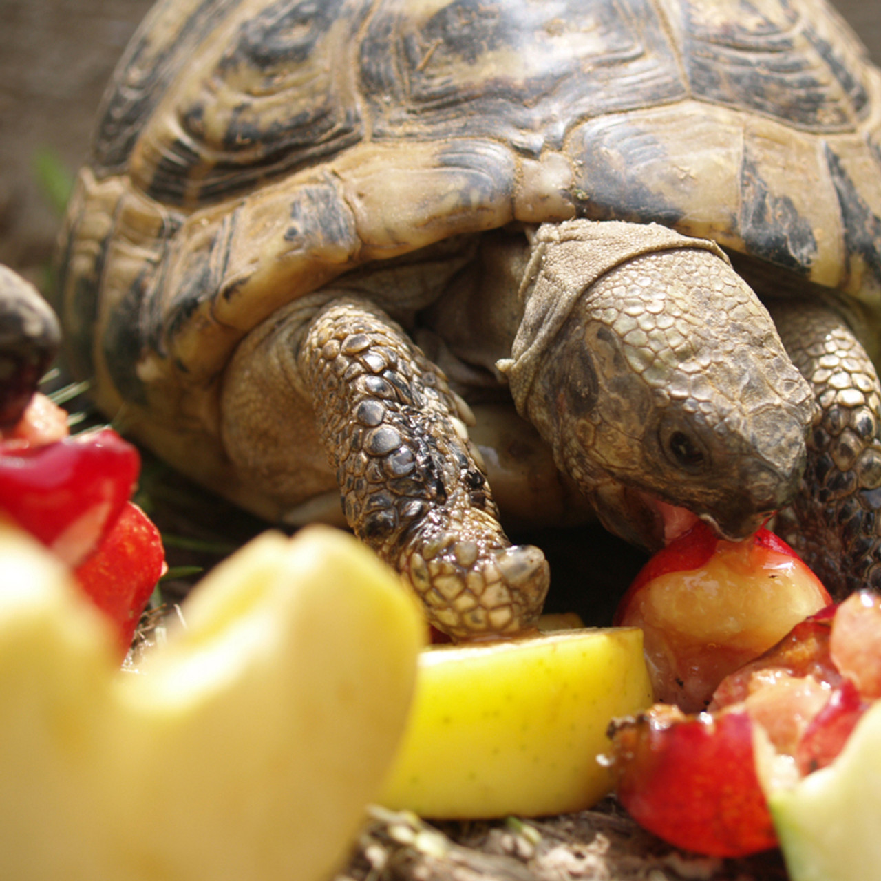 Adult Greek Tortoise