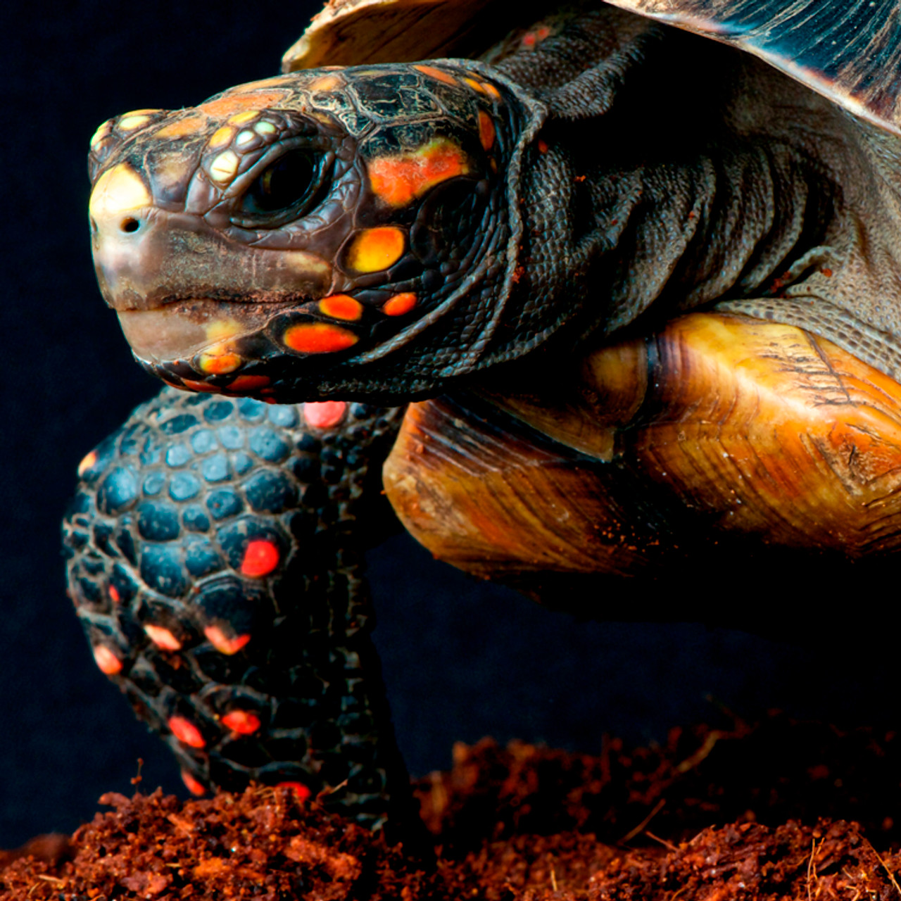 Adult Female Red Footed Tortoise