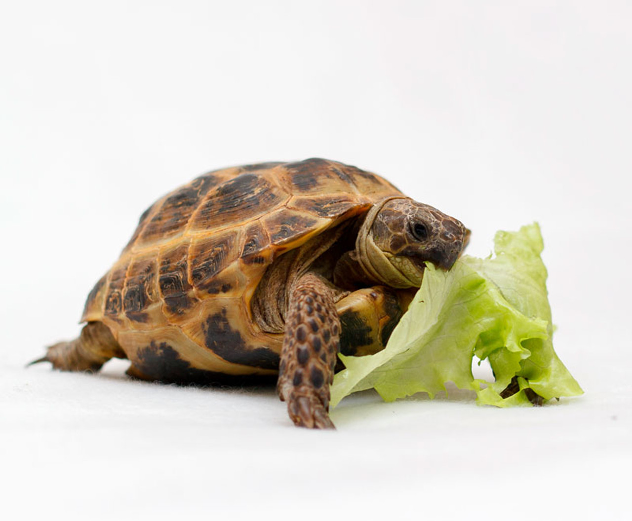 Adult Russian Tortoise Eating