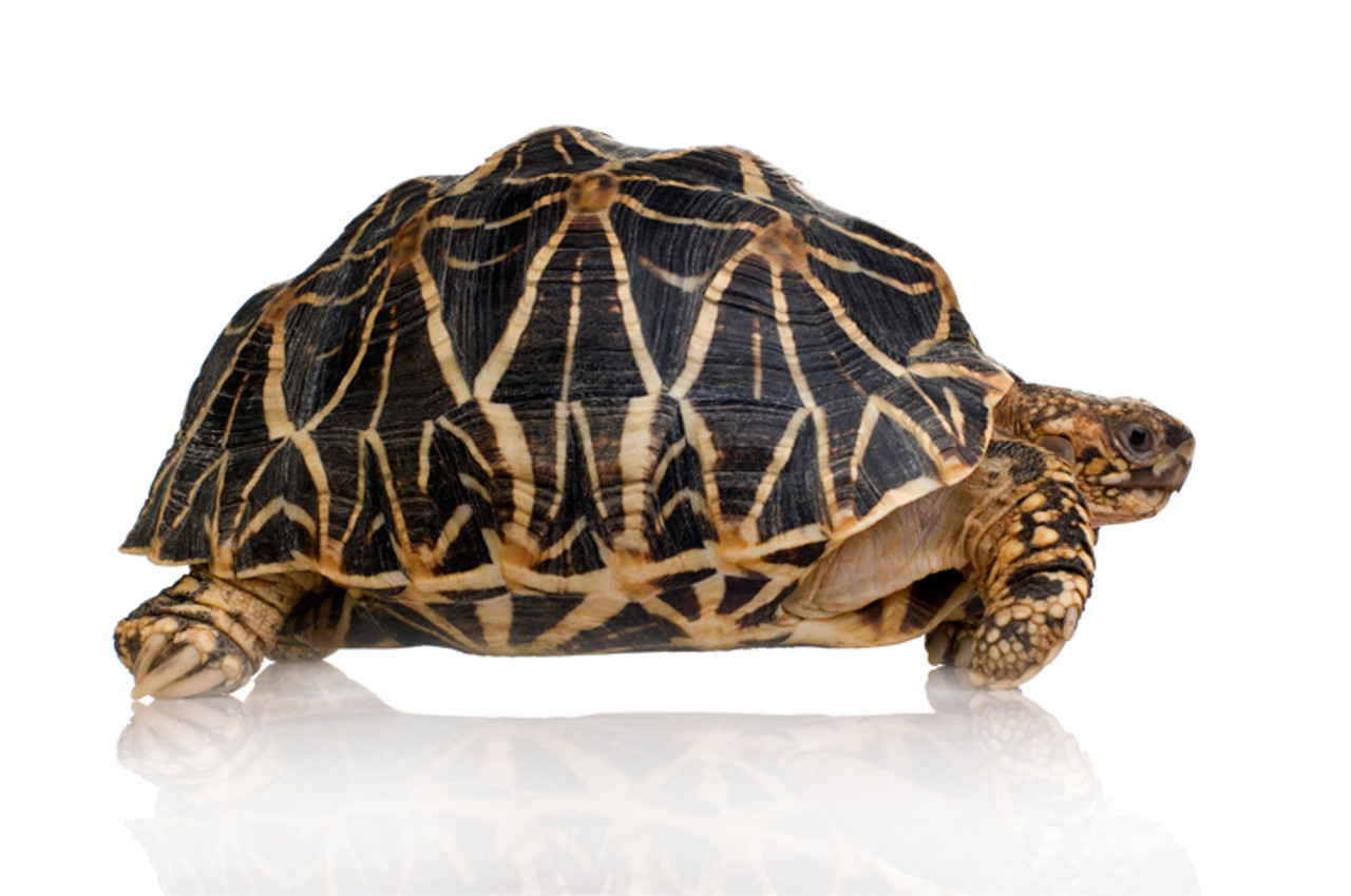 Indian Star Tortoises here for sale.