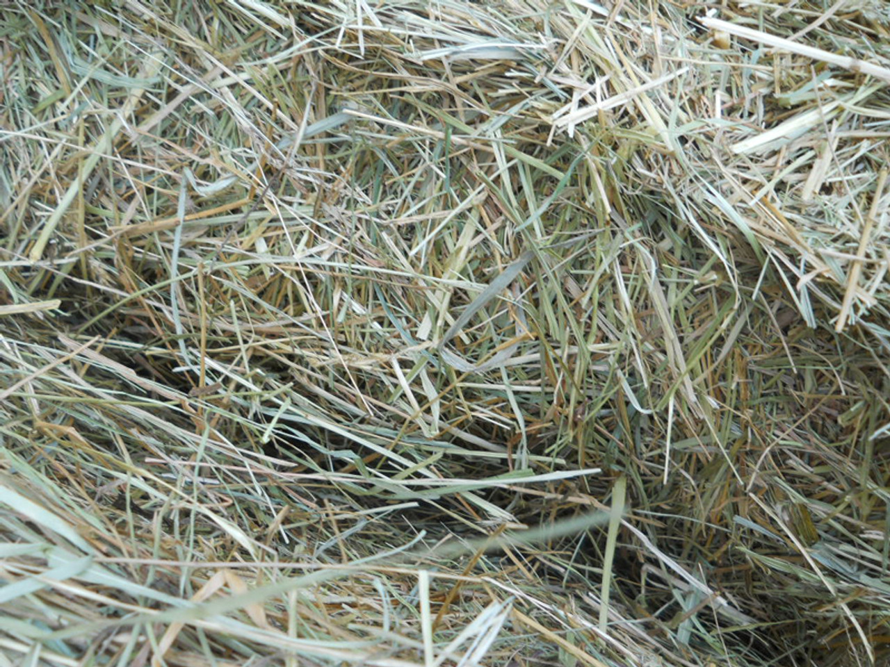 Orchard Grass