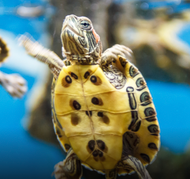 Aquatic Turtle Enclosure Essentials