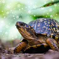 Ethical Shipping Temperatures for Turtles & Tortoises