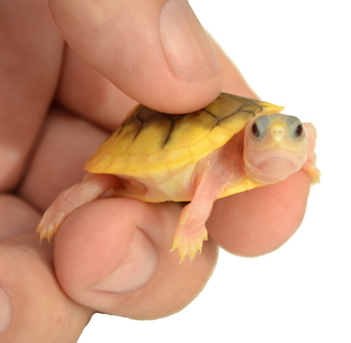 baby caramel pink albino red ear turtle