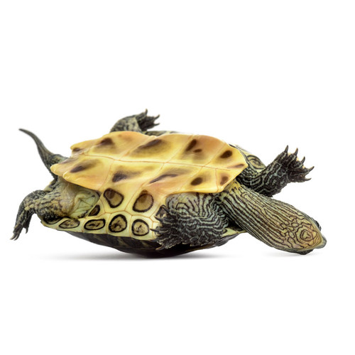 Large Golden Thread Turtle