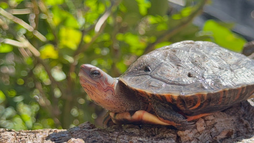 Honduran Wood Turtle