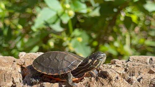 Midland Painted Turtle