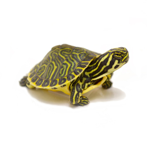 Baby Peninsula Cooter Turtles