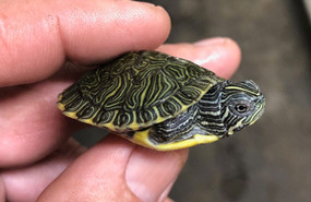 BOGO River Cooter Turtle - Baby Grade A (2 Turtles)