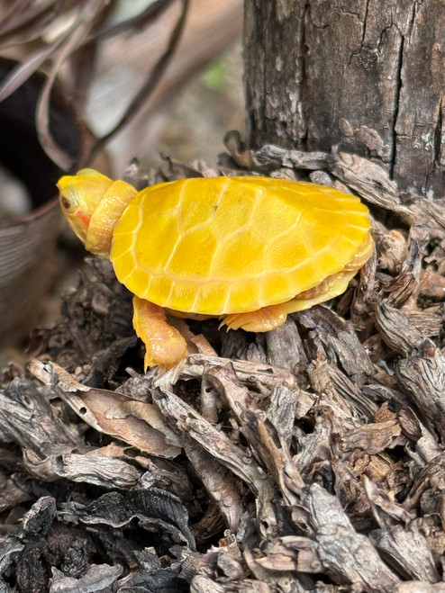 Paradox Red-Eared Slider Turtle