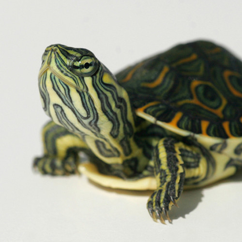 Dwarf Turtles For Sale Small Turtles For Sale Slider, 49% OFF