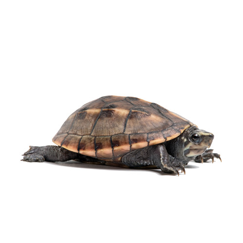 Baby Three Stripe Mud Turtle