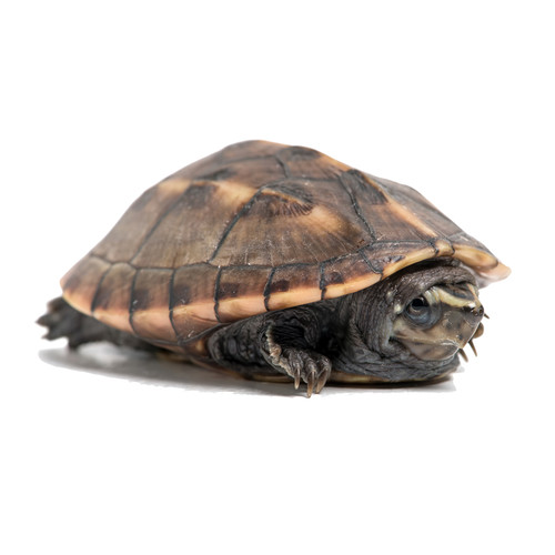 Baby Turtles For Sale Ships Fast UPS My Turtle Store