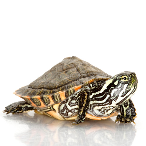 Juvenile Turtles For Sale | Ship Ups | My Turtle Store