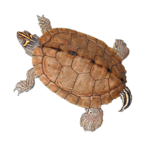 B Grade Turtles for sale | Super Fast Ups Shipping