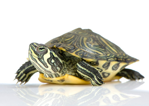 B Grade Turtles for sale | Super Fast Ups Shipping