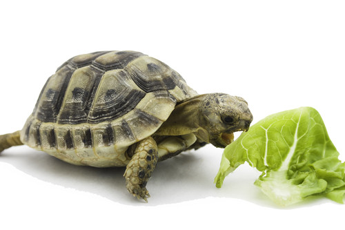 Shop with us for baby Hermann's tortoises!