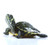 BOGO Yellow Bellied Slider Turtle - Baby Grade A (2 Turtles)