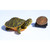 Tiny Florida Red Belly Turtle