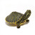 Baby Penn Cooter Turtle