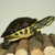 BOGO Peninsula Cooter Turtle - Baby Grade A (2 Turtles)