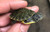 BOGO River Cooter Turtle - Baby Grade A (2 Turtles)