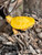 Paradox Red-Eared Slider Turtle