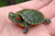 Red-Eared Slider Turtle