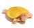 BOGO Albino Red Ear Slider Turtle - Baby Grade A (2 Turtles)