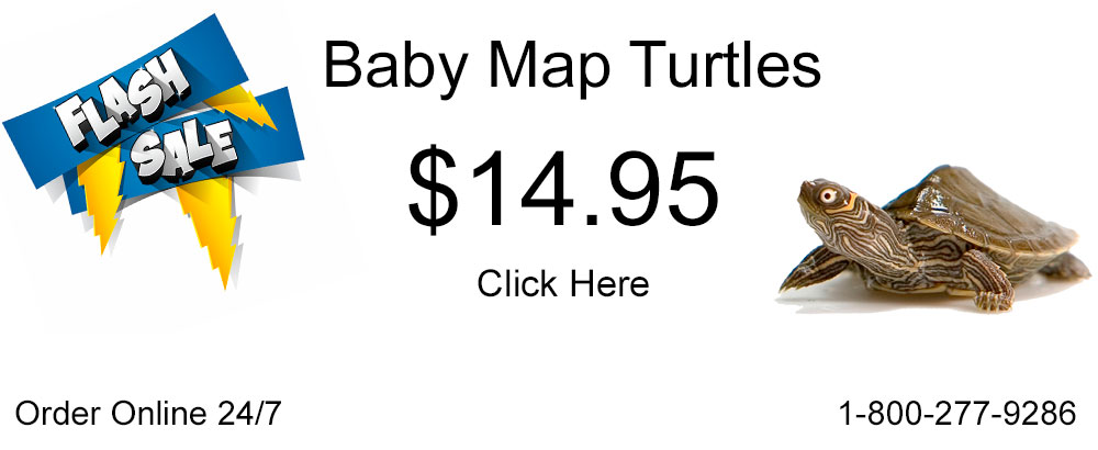 Websites to hot sale buy turtles