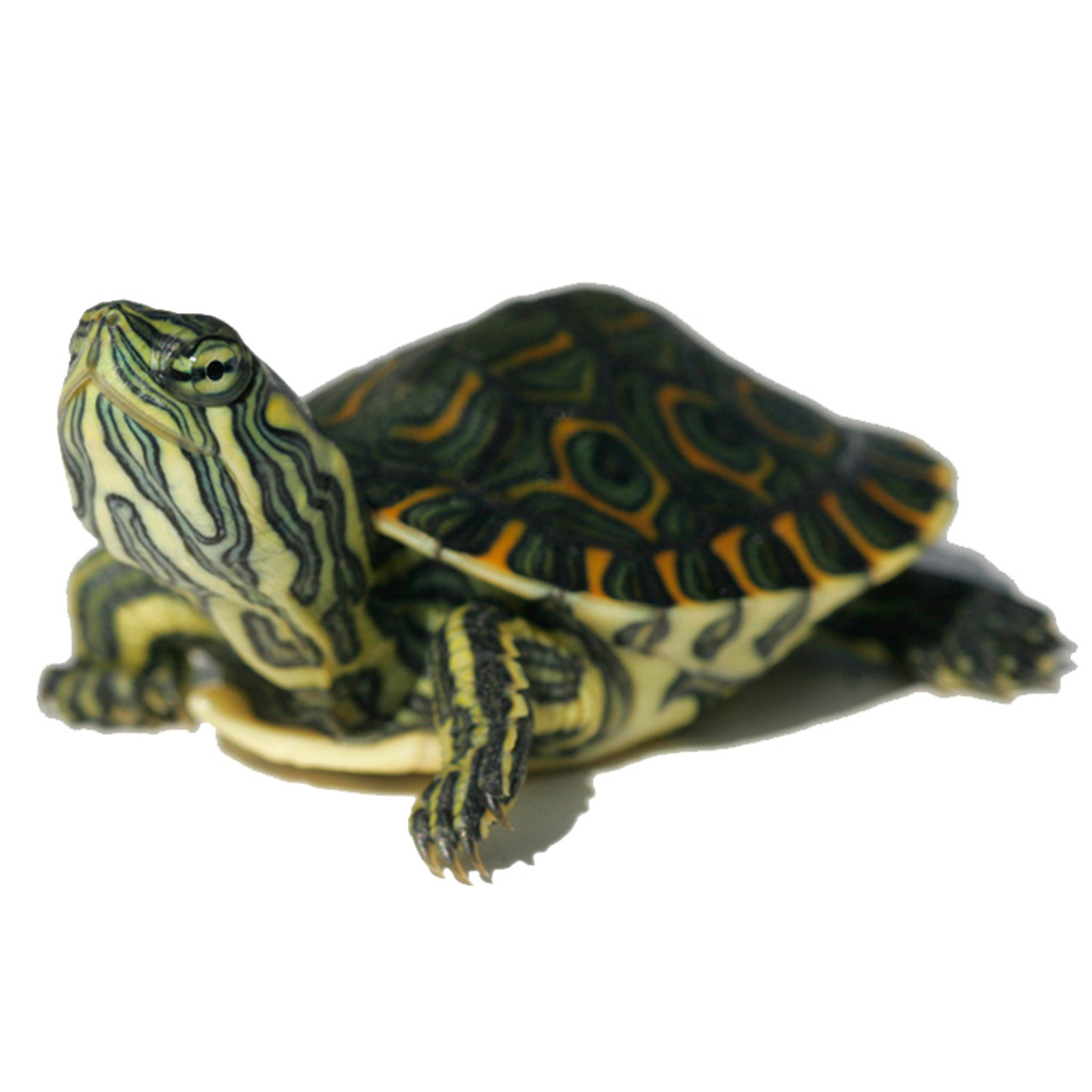 Websites to hot sale buy turtles