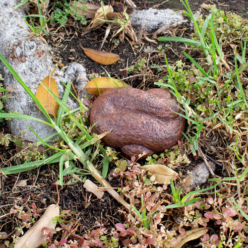 Doggiedoo Key Hider | 1/Card