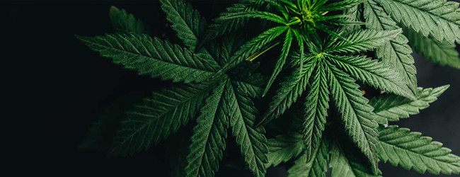 How Much THC is in CBD Oil? All of Your Questions Answered